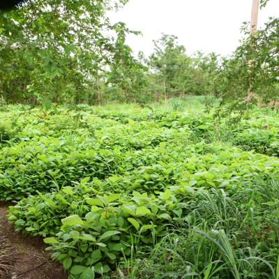Reafforestation at Nsoatre